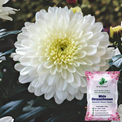 White Chrysanthemum (Sevanti, Shevanti) Mixed Flower Seeds Pack + Coco Coir (2 Disc) Ideal for Seed Germination for Home Garden SRI SAI FORESTRY