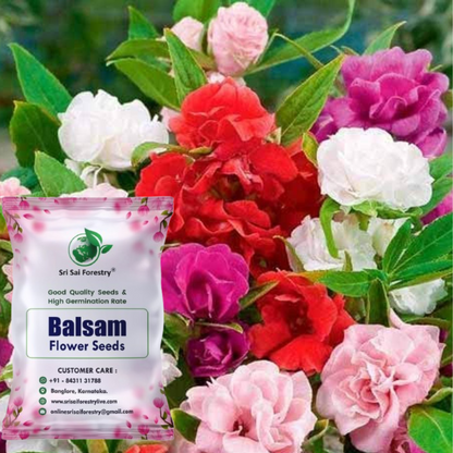 rose balsam seeds Rose Balsam Seeds Mix Color Ornamental Flower Seeds for Home Garden