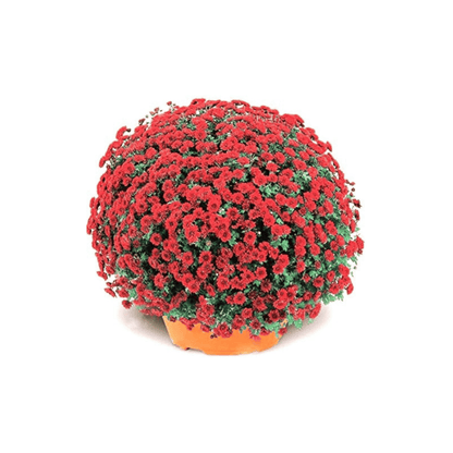 Chrysanthemum flower seeds (Sevanti, Shevanti) Mixed Color Ornamental Plant Flower Seed SRI SAI FORESTRY