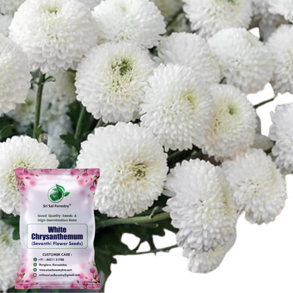 sevanti flower seeds White Chrysanthemum Flower Seeds, Sevanti, White Shevanti Flower Color – SRI SAI FORESTRY