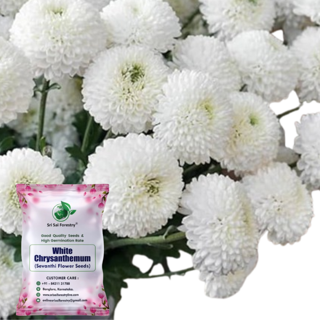White Chrysanthemum Flower Seeds, Sevanti, White Shevanti Flower Color Seed Ornamental Plant Flower Seed for Home Garden Terrace Apartments Balcony SRI SAI FORESTRY