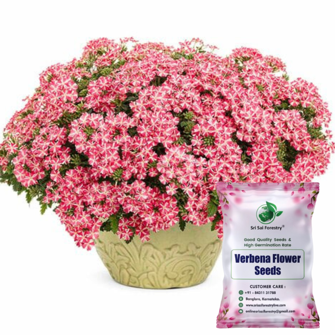 Verbena Flower Seeds – Mixed Color Ornamental Blooms for a Stunning Home Garden SRI SAI FORESTRY