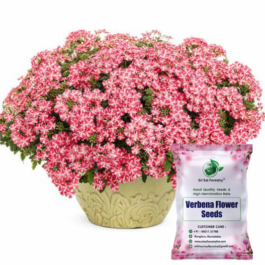 Verbena Flower Seeds – Mixed Color Ornamental Blooms for a Stunning Home Garden SRI SAI FORESTRY