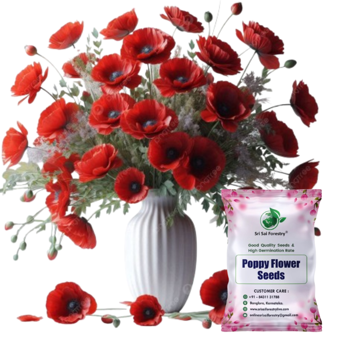 Californian Poppy Mixed Seeds – Vibrant, Colorful Blooms for Home Garden, Balcony & Terrace SRI SAI FORESTRY