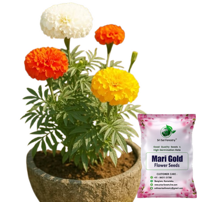 Marigold Flower Seed For Home Garden SRI SAI FORESTRY