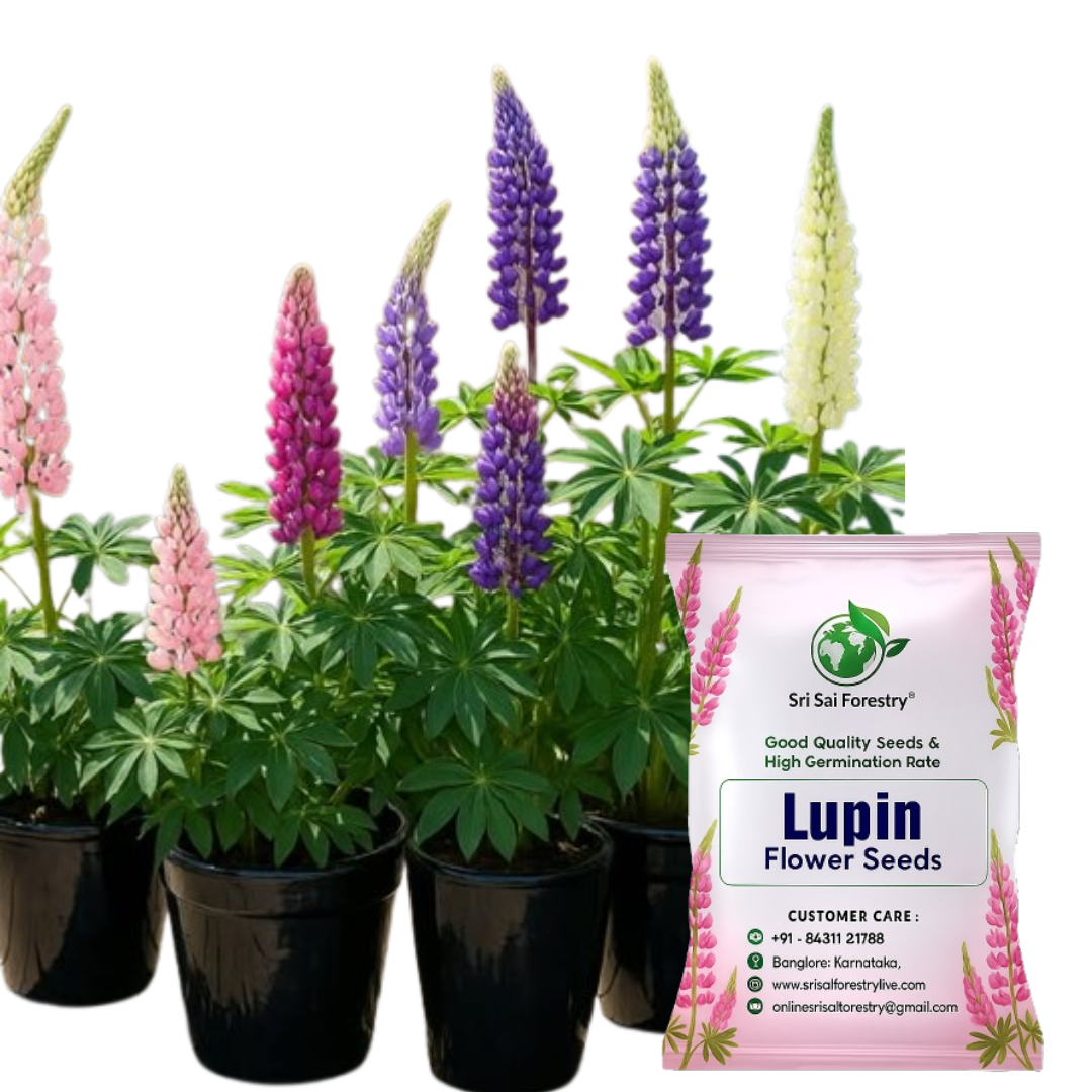 Lupin Flower Seeds – Stunning, Tall Blooms for Your Garden & Balcony SRI SAI FORESTRY