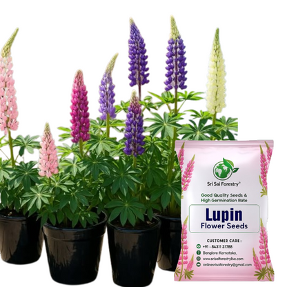 Lupin Flower Seeds – Stunning, Tall Blooms for Your Garden & Balcony SRI SAI FORESTRY