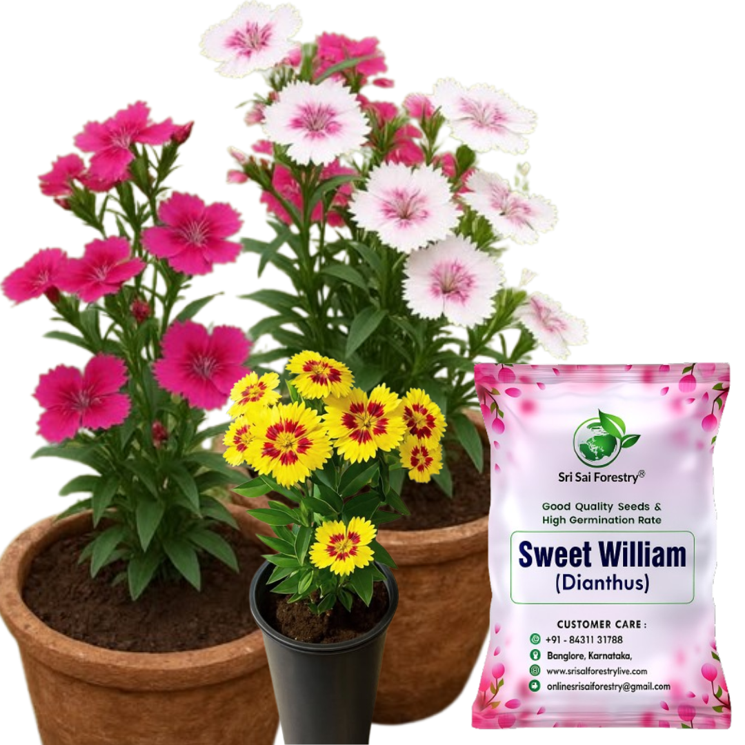 Sweet William Flower Seed Mix – Beautiful Colorful Blooms for Balcony, Terrace, & Garden SRI SAI FORESTRY