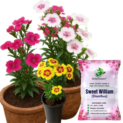 Sweet William Flower Seed Mix – Beautiful Colorful Blooms for Balcony, Terrace, & Garden SRI SAI FORESTRY