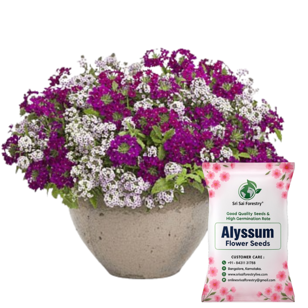 Alyssum Carpet of Snow Flower Seeds – Pure White Blooms for Your Garden, Balcony & Terrace SRI SAI FORESTRY