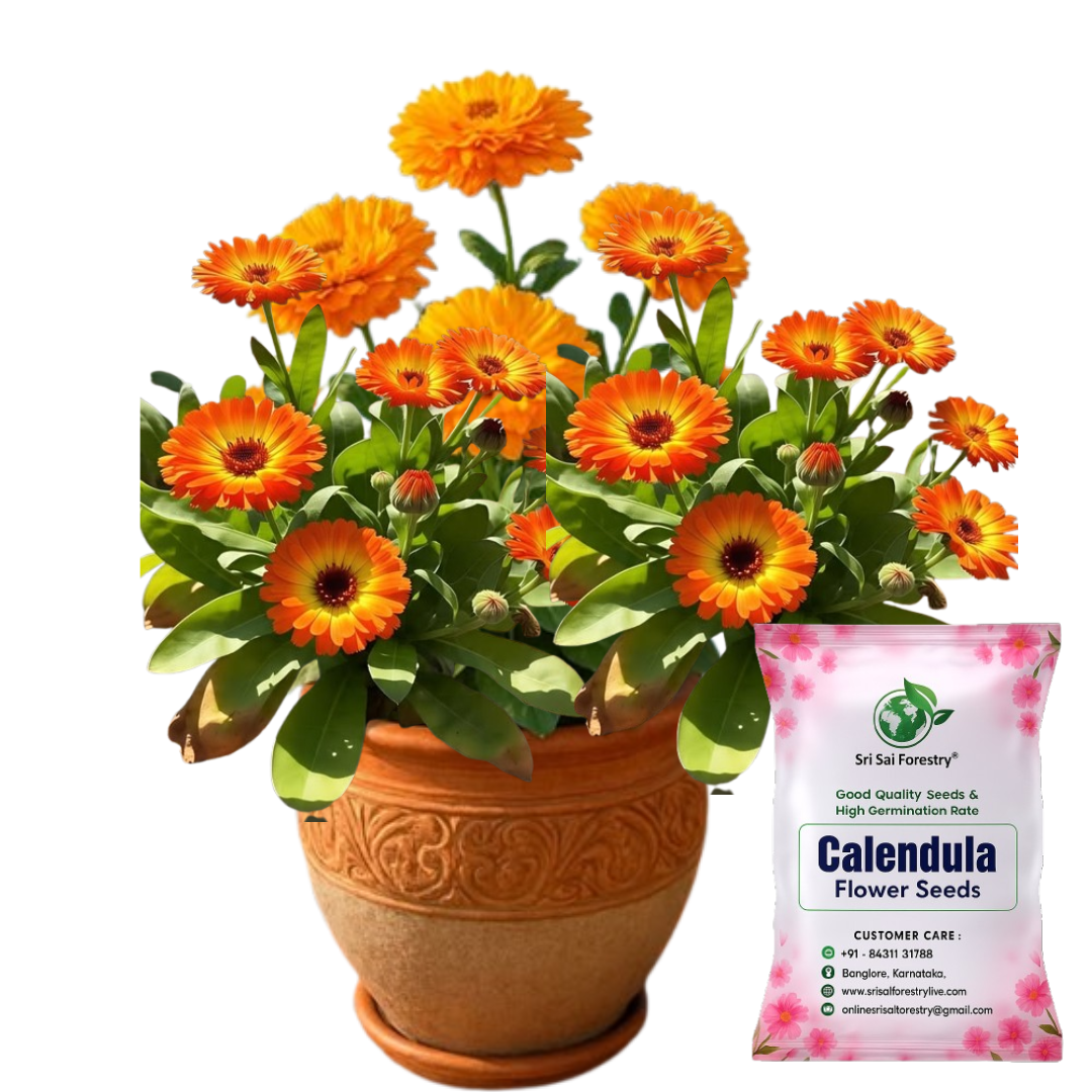 Calendula Flower Seeds – Cheerful Blooms for Your Garden, Balcony & Terrace SRI SAI FORESTRY