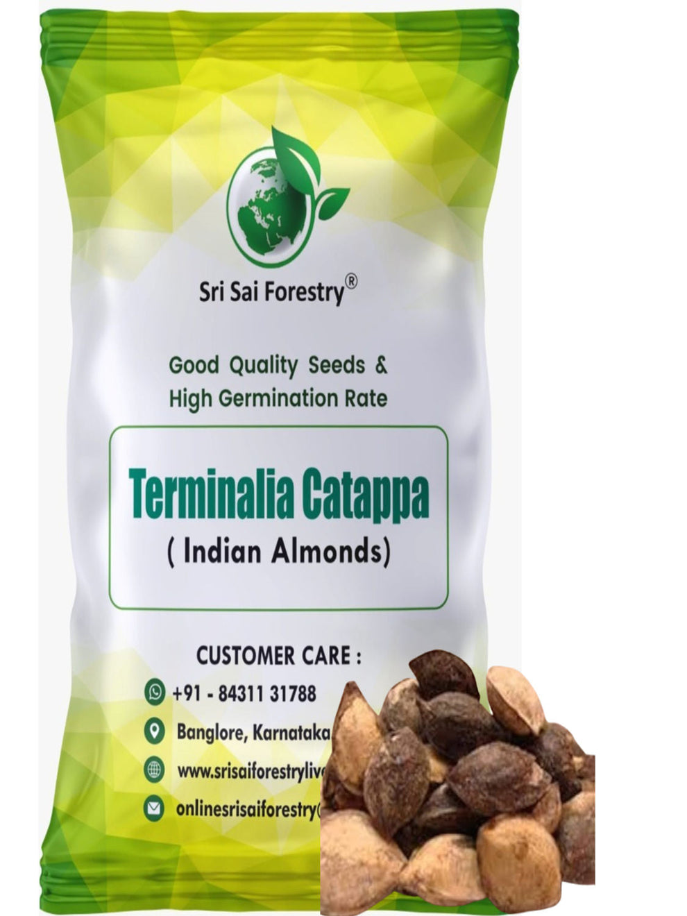 Terminalia Catappa Seeds, Indian Almond Tree Seed – SRI SAI FORESTRY