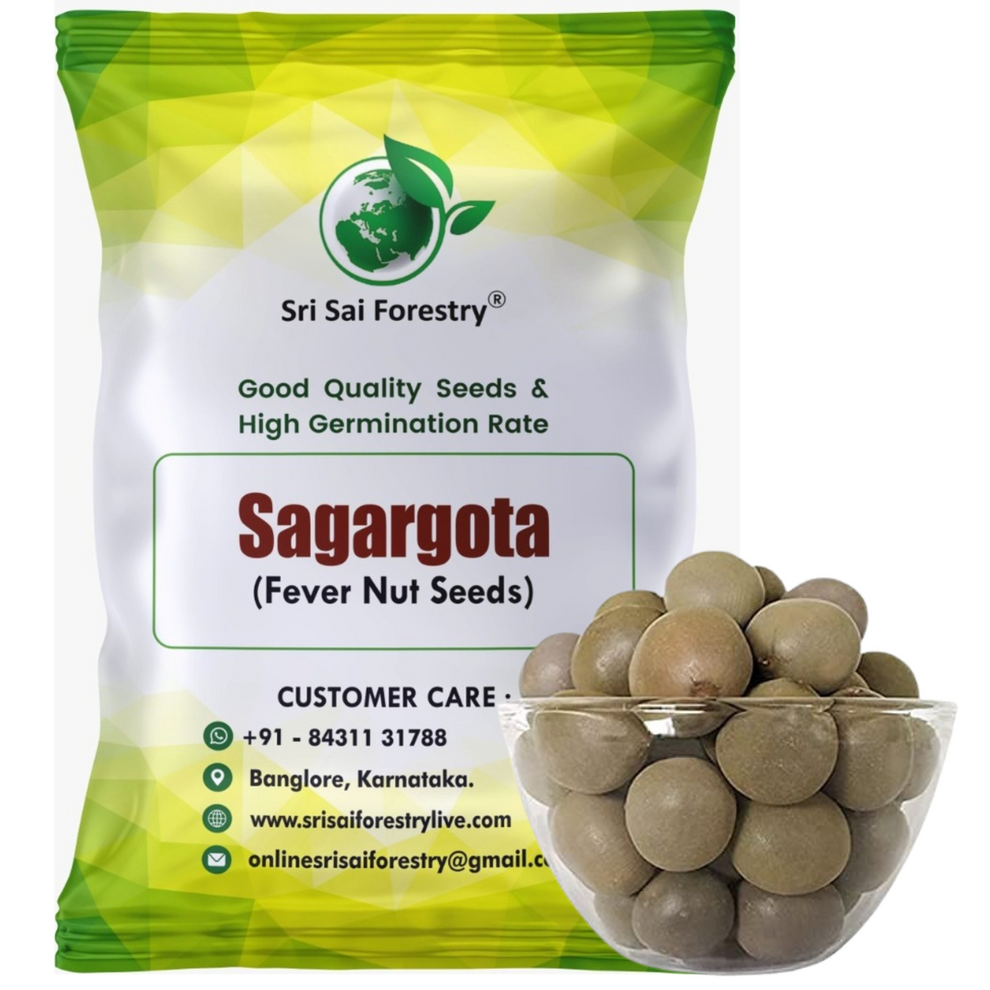 SagarGota (Fever Nut) Seeds – Karanjwa | Caesalpinia Bonducella | Gajk ...