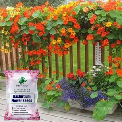 Nasturtium Mixed Color Climbing Flower Seeds, Jewel of Africa SRI SAI FORESTRY