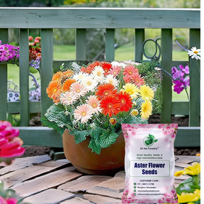Aster Flower Seeds – Mixed Color Blooms for All-Season Garden Beauty SRI SAI FORESTRY