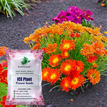 Ice Plant Delosperma Perennial Flower Seeds – Stunning Ground Cover for Your Garden, Balcony & Terrace SRI SAI FORESTRY
