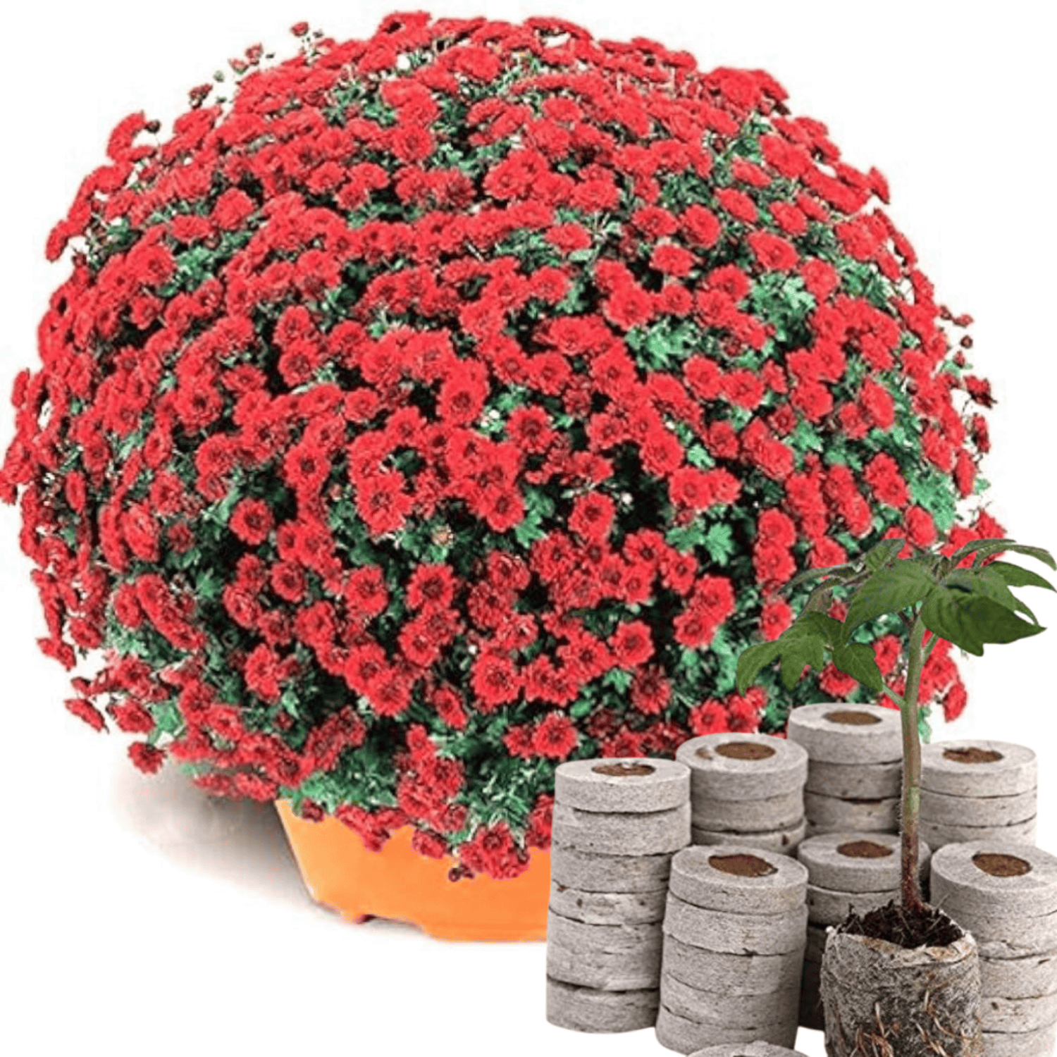 Chrysanthemum (Sevanti, Shevanti) Mixed Flower Seeds Pack + Coco Coir ...