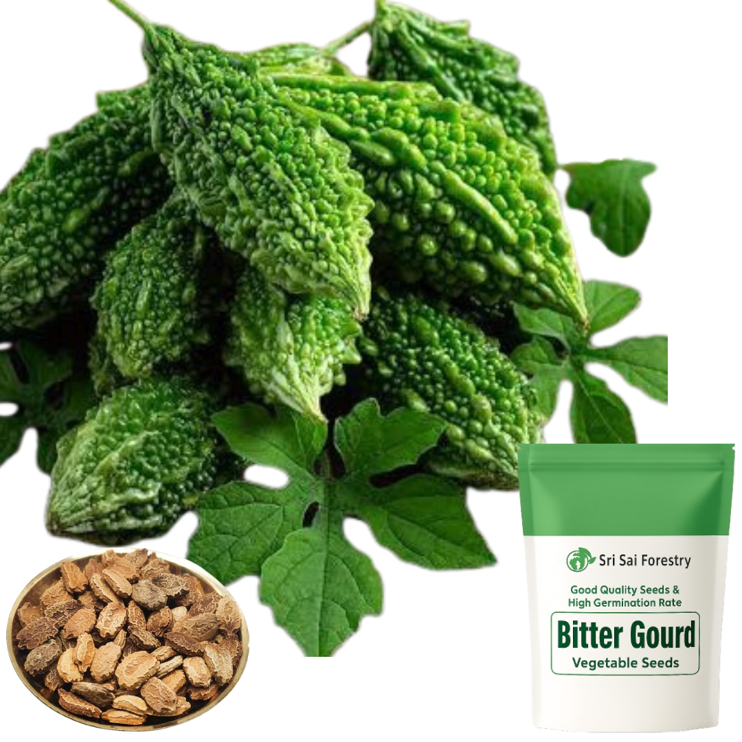 Bitter Gourd Seeds for Planting | Karela, Karelu, Pavara Kaiy, Kakara Kayi, Pavakka, Haagala Kaayi Vegetable Seed | High Yield Home Garden Seeds SRI SAI FORESTRY