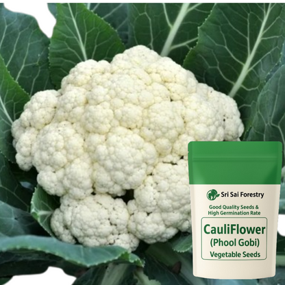 Cauliflower Seeds for Planting - (Phool Gobi, Koli Flower, Phulkobi, Kovippu) Vegetable Seed for Balcony, Terrace & Home Kitchen Garden SRI SAI FORESTRY