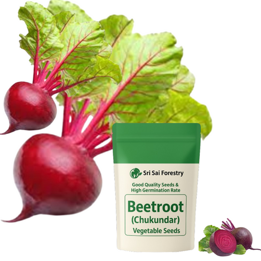 Beetroot Seeds for Planting (Chukundar, Beet Root, Parsnip) Vegetable Seed for Balcony, Terrace &amp; Home Kitchen Garden SRI SAI FORESTRY