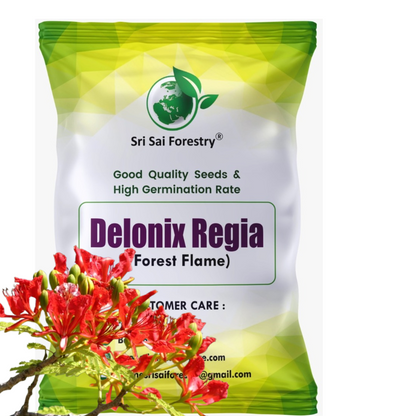 Delonix Regia (Gulmohar) Tree Seeds – Fiery Flowering Tree for Avenues and Landscapes SRI SAI FORESTRY