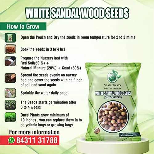 planting sandalwood seeds White Sandalwood Seeds (Chandan Seeds) Online from Sri Sai Forestry – SRI SAI FORESTRY