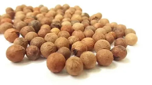 planting sandalwood seeds White Sandalwood Seeds (Chandan Seeds) Online from Sri Sai Forestry – SRI SAI FORESTRY