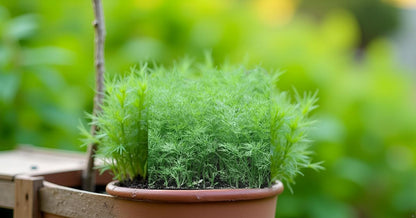 Dill Seeds for Planting, Soya Saag | Dill Leaves | Shepu Shepuchi Bhaji Sabakki Leaf Vegetable Seed for Home Kitchen Terrace Balcony Garden SRI SAI FORESTRY