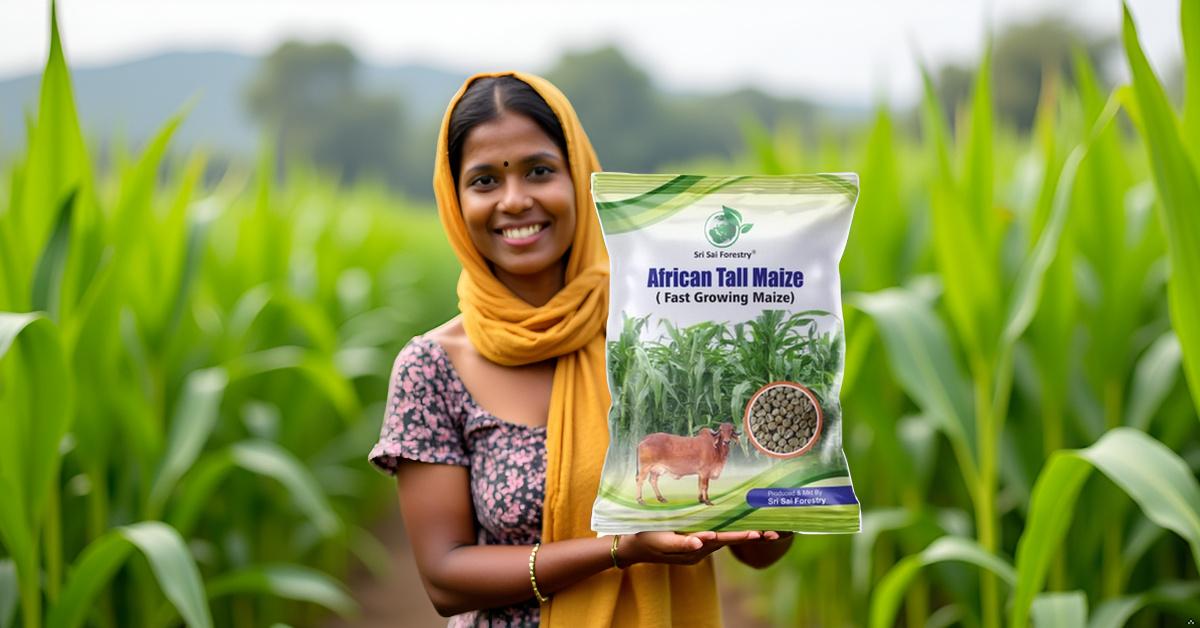 African Tall Maize Fodder Seeds | Growth 7 to 10 Feet | For Cattle SRI SAI FORESTRY