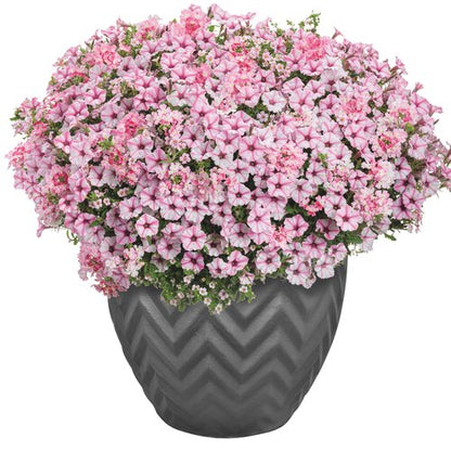 Verbena Flower Seeds – Mixed Color Ornamental Blooms for a Stunning Home Garden SRI SAI FORESTRY