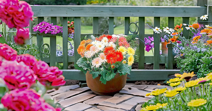 Aster Flower Seeds – Mixed Color Blooms for All-Season Garden Beauty SRI SAI FORESTRY