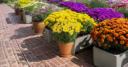 Aster Flower Seeds – Mixed Color Blooms for All-Season Garden Beauty SRI SAI FORESTRY