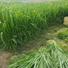 Bajra Napier Hybrid Grass Seeds | Multi Cut Grass Seed SRI SAI FORESTRY