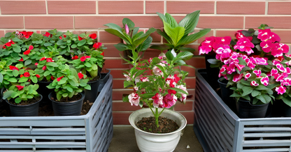 Rose Balsam Seeds Mix Color Ornamental Flower Seeds for Home Garden SRI SAI FORESTRY