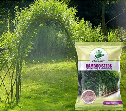 Bamboo Seeds Live Fencing for Home Garden | Ornamental  Bamboo Seeds SRI SAI FORESTRY