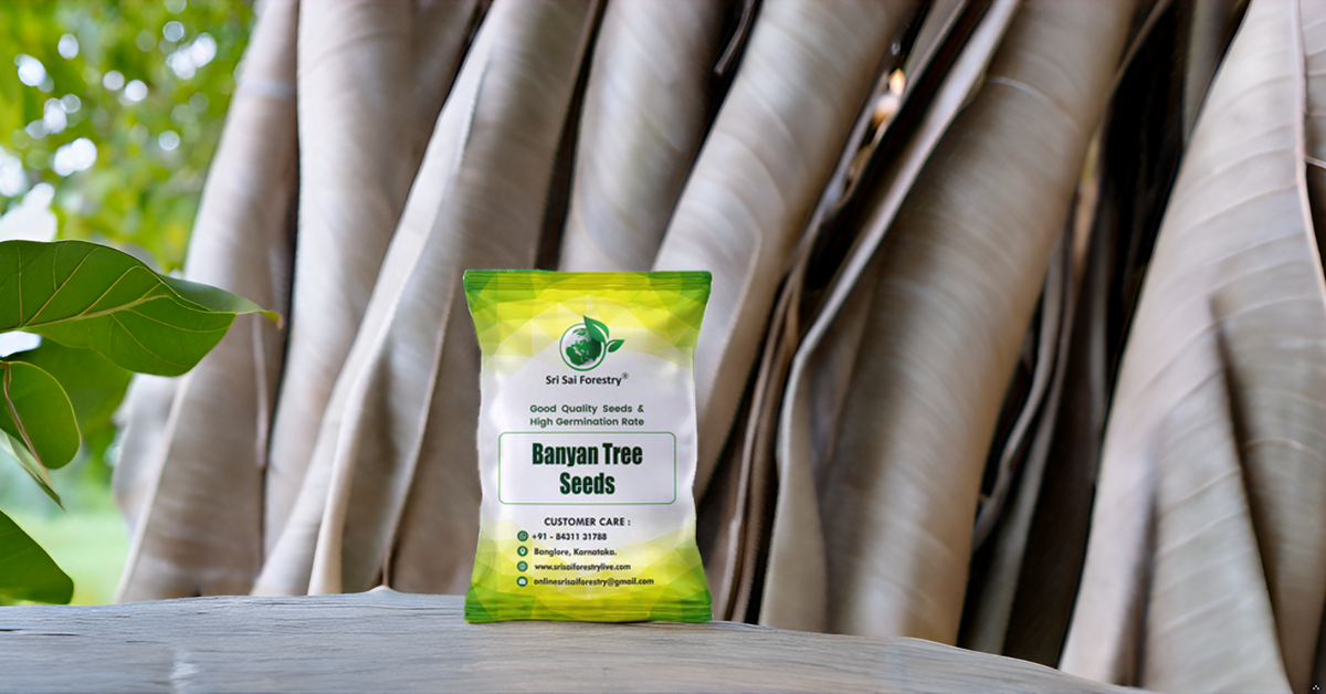 Banyan Tree Seeds (Ficus Benghalensis) –  For Avenue Planting and Shade Tree Growth SRI SAI FORESTRY