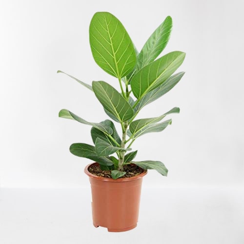 Banyan Tree Seeds (Ficus Benghalensis) –  For Avenue Planting and Shade Tree Growth SRI SAI FORESTRY