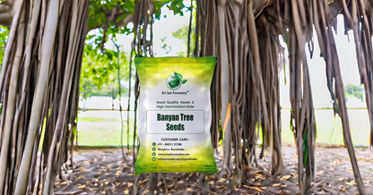 Banyan Tree Seeds (Ficus Benghalensis) –  For Avenue Planting and Shade Tree Growth SRI SAI FORESTRY