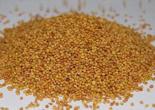 Berseem Grass Seeds for Cow, King of Fodder Grass Seed SRI SAI FORESTRY