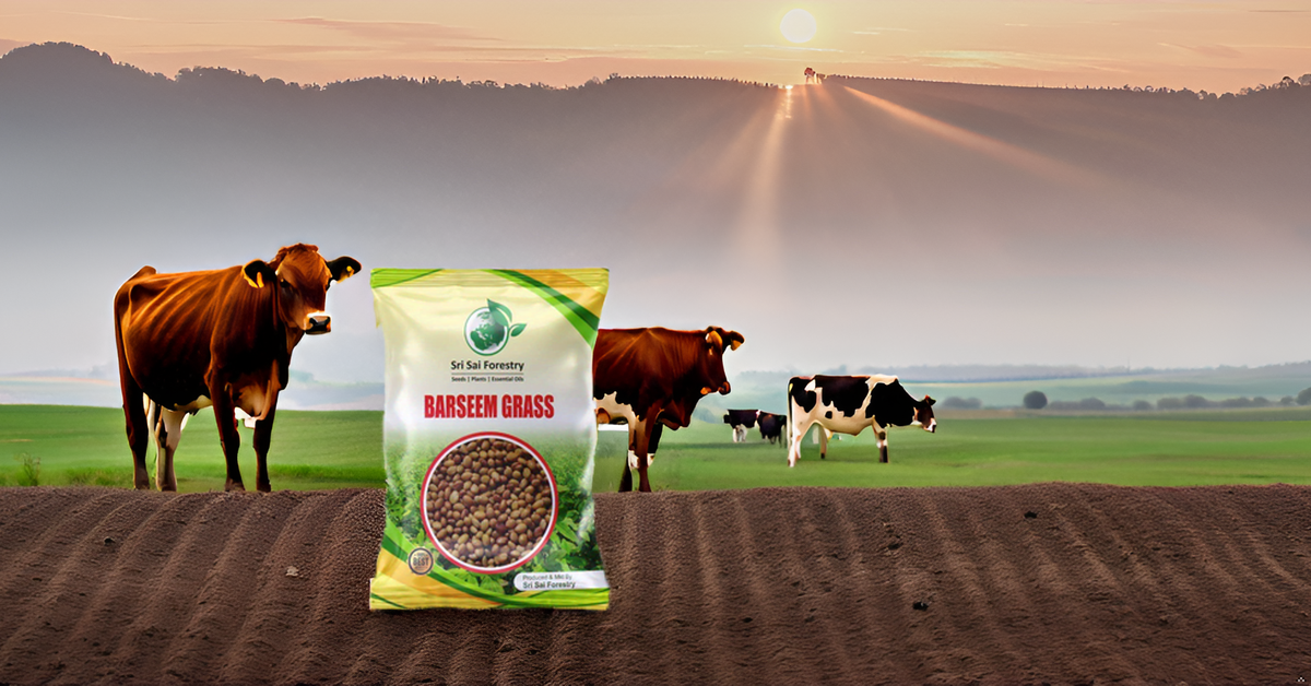 Berseem Grass Seeds for Cow, King of Fodder Grass Seed SRI SAI FORESTRY