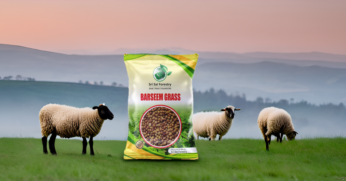 Berseem Grass Seeds for Cow, King of Fodder Grass Seed SRI SAI FORESTRY