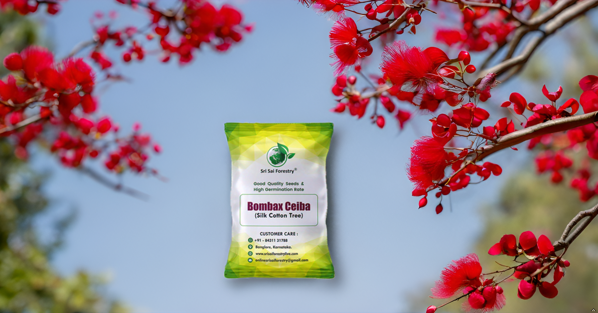 Moggu Tree Bombax Ceiba Red Silk Cotton, Marathi Moggu Tree Seeds for Avenue, Gar ...