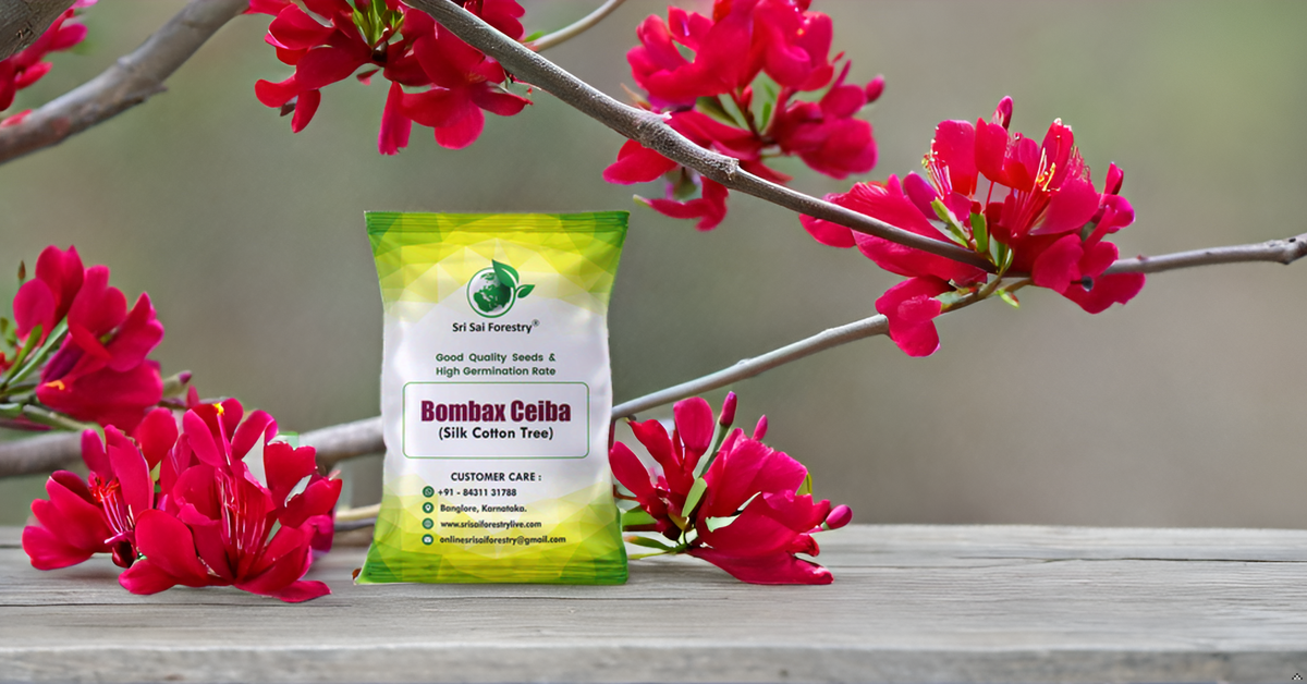 Moggu Tree Bombax Ceiba Red Silk Cotton, Marathi Moggu Tree Seeds for Avenue, Gar ...