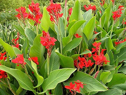 Canna Lily (Canna Indica) Flower Seeds – Mixed Colors SRI SAI FORESTRY