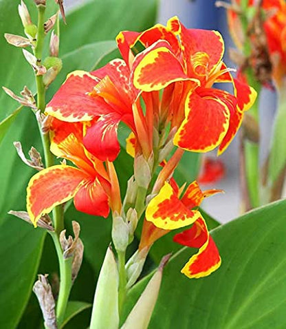 Canna Lily (Canna Indica) Flower Seeds – Mixed Colors SRI SAI FORESTRY