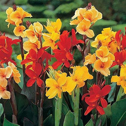 Canna Lily (Canna Indica) Flower Seeds – Mixed Colors SRI SAI FORESTRY