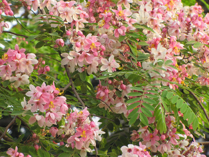 Cassia Javanica (Apple Blossom) Flower Tree Seeds – Pink Shower Tree Seeds SRI SAI FORESTRY