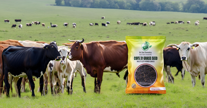 COFS 31 Grass Seeds Multi Cut Grass Seeds for Cow, Goat Grass Seeds SRI SAI FORESTRY