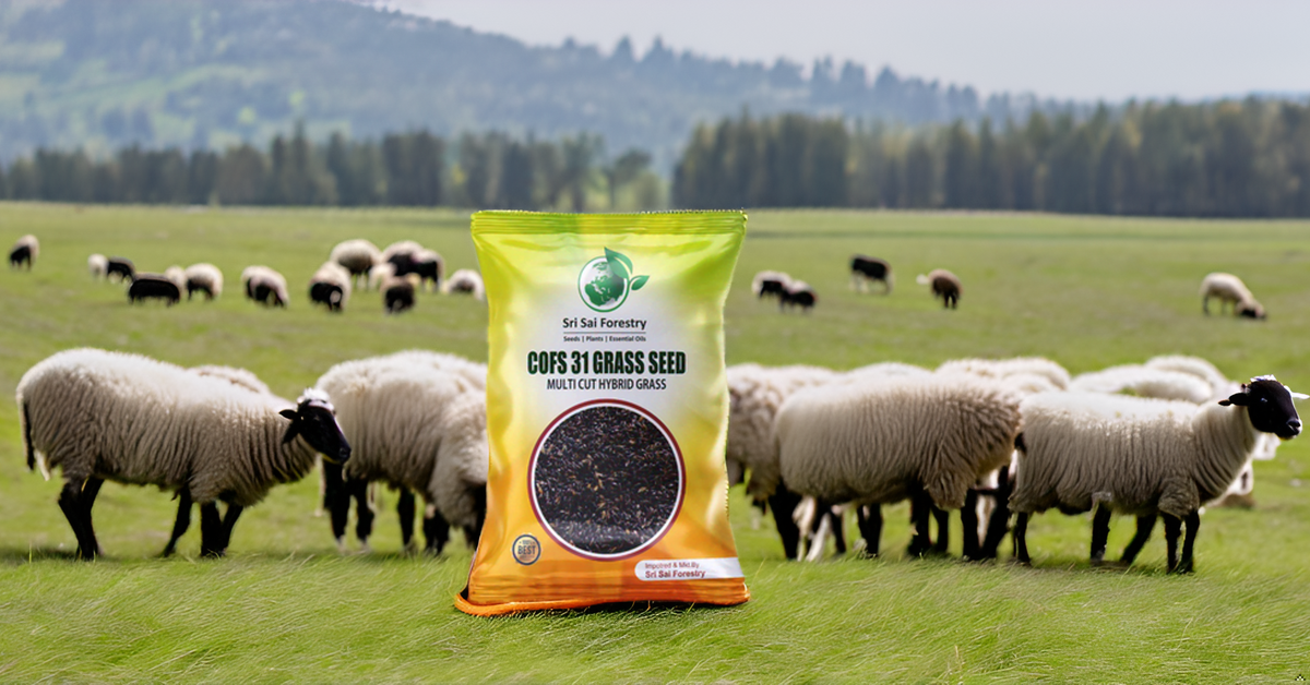 COFS 31 Grass Seeds Multi Cut Grass Seeds for Cow, Goat Grass Seeds SRI SAI FORESTRY