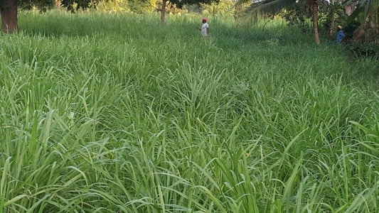 COFS 31 Grass Seeds Multi Cut Grass Seeds for Cow, Goat Grass Seeds SRI SAI FORESTRY